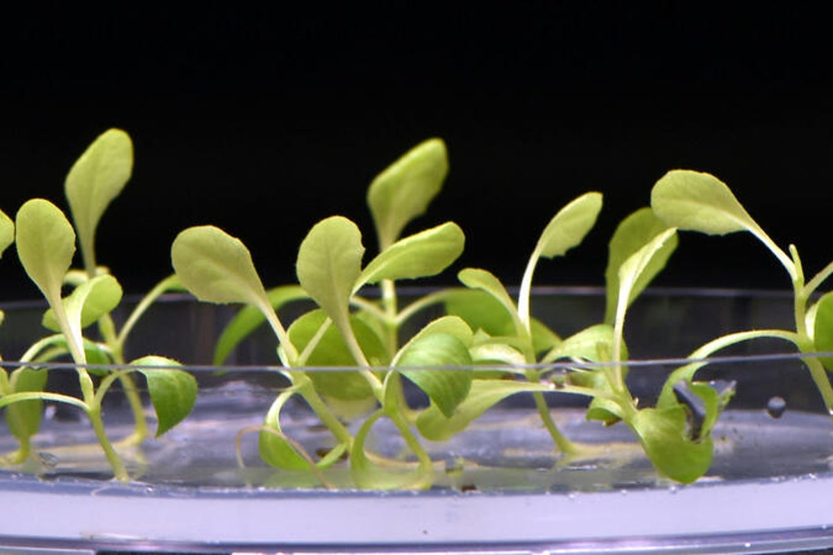 Scientists hail major breakthrough in developing holy grail of renewable energy: artificial photosynthesis